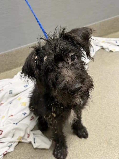 Photo of Coraline, adoptable Terrier in Las Vegas, Nevada