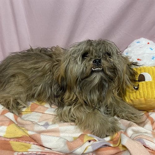 Photo of Kai, adoptable Shih Tzu in Modesto, California