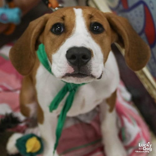 Photo of Willow, adoptable Hound in Washington, District of Columbia