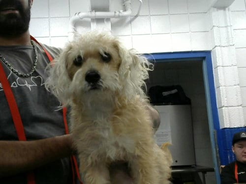 Photo of Luna, adoptable Poodle (Toy) in Albuquerque, New Mexico