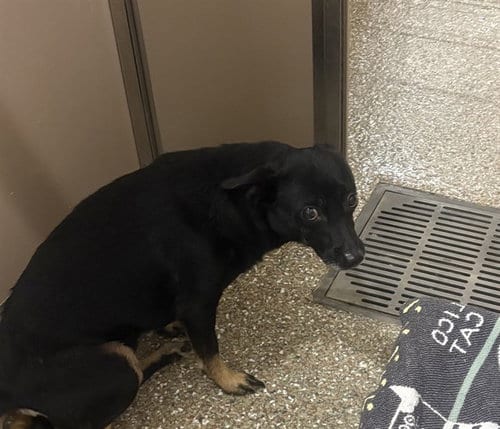 Photo of Sally, adoptable Feist in Clyde, North Carolina