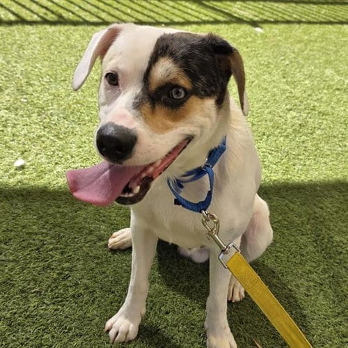 Photo of Turbo, adoptable Pit Bull Terrier in Las Vegas, Nevada