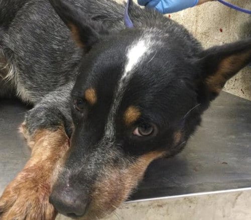 Photo of Boomer, adoptable Queensland Heeler in Riverside, California