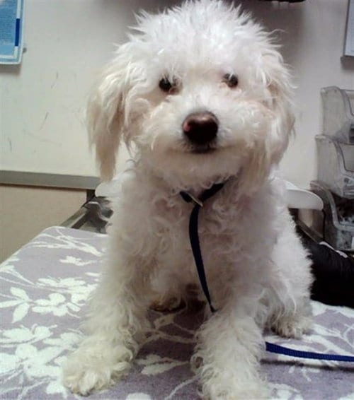 Photo of Poppy, adoptable Poodle (Miniature) in Martinez, California