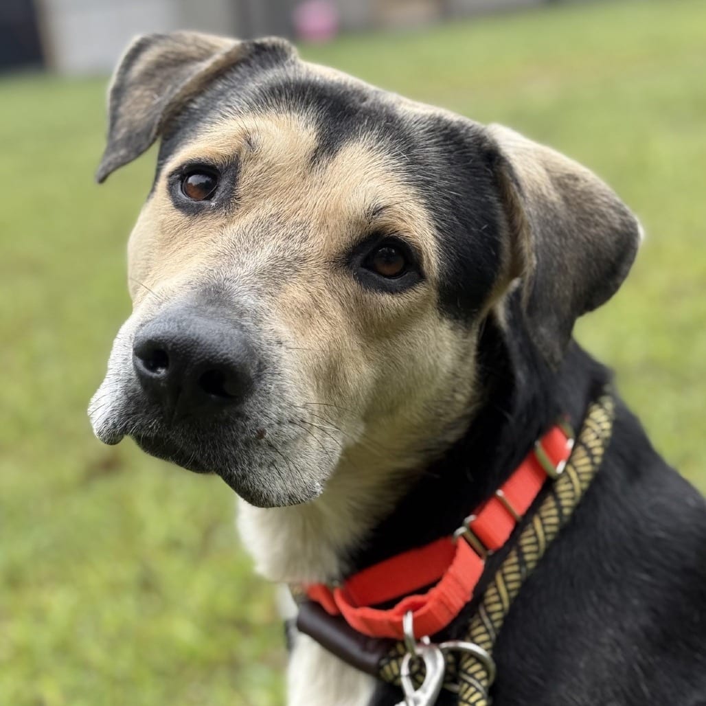Photo of Aries, adoptable Shepherd / Mixed Breed (Large) in Greensboro, North Carolina