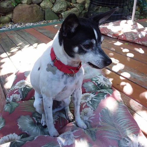 Photo of Ellie (MI), adoptable Rat Terrier in Atlanta, Georgia