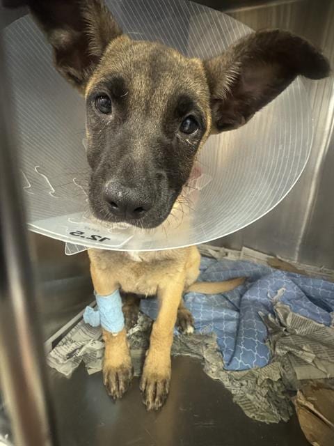 Photo of Kida, adoptable Terrier in Riverside, California