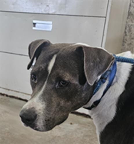 Photo of Charli, adoptable Mixed Breed