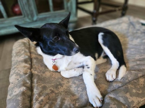 Photo of Nova, adoptable Australian Cattle Dog/Blue Heeler in Paso Robles, California