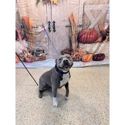 Photo of Kai, adoptable American Bulldog in Doral, Florida