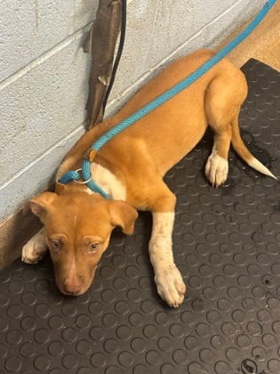 Photo of Watermelon, adoptable dog in Chamblee, Georgia