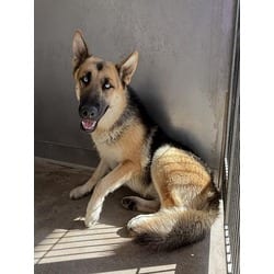 Photo of Joshua, adoptable German Shepherd Dog Husky in San Bernardino, California