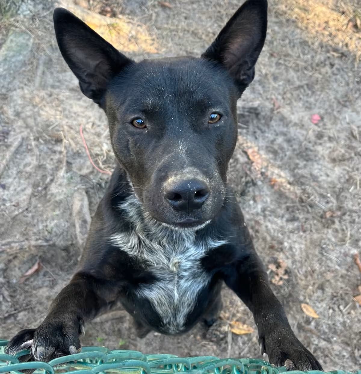Photo of Bear, adoptable Labrador Retriever/Mixed Breed (Medium) in QUINCY, Florida