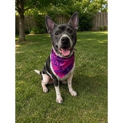 Photo of Seeko, adoptable Terrier (Unknown Type, Medium) in Doral, Florida