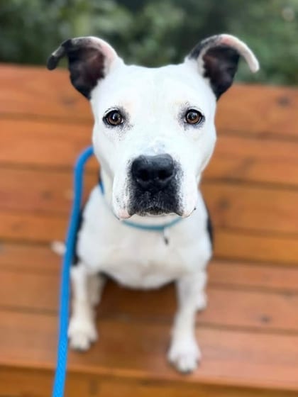 Photo of Butterfree, adoptable dog in Baltimore, Maryland