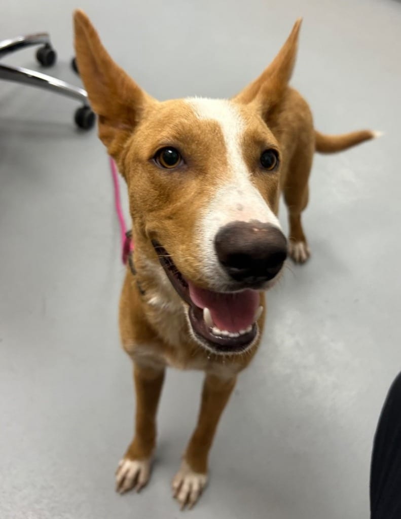 Photo of Galaxy, adoptable Carolina Dog in Hartsville, South Carolina