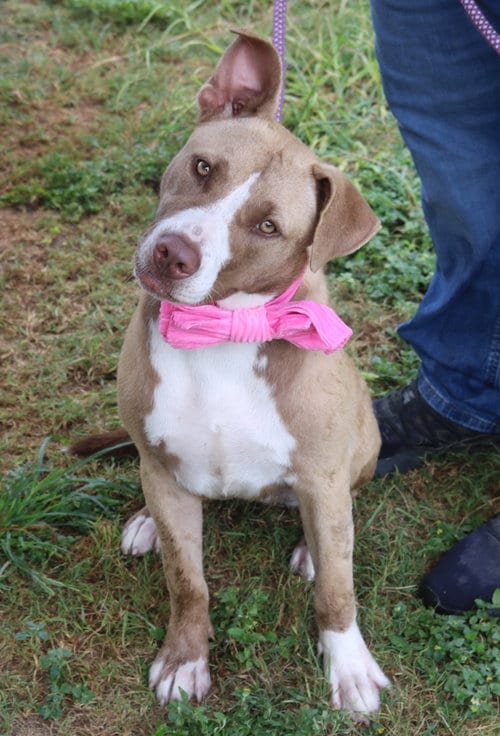 Photo of QT, adoptable Labrador Retriever in Bandera, Texas