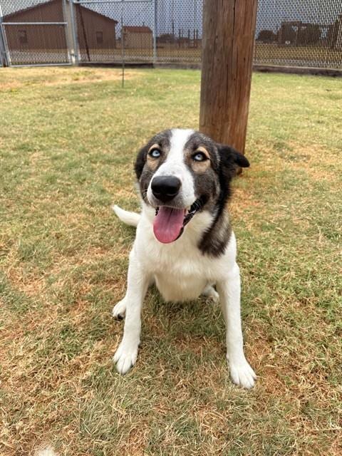 Photo of Ms. Wigglebutt, adoptable Anatolian Shepherd in Killeen, Texas