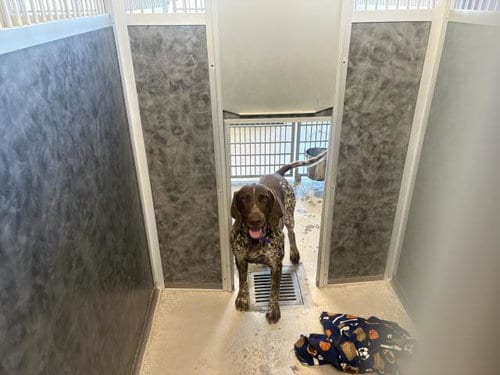 Photo of Tommy, adoptable German Shorthaired Pointer in Denver, Colorado