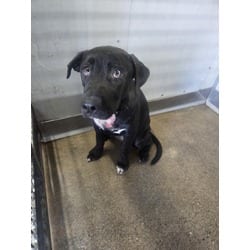 Photo of Daphne, adoptable Labrador Retriever in San Bernardino, California