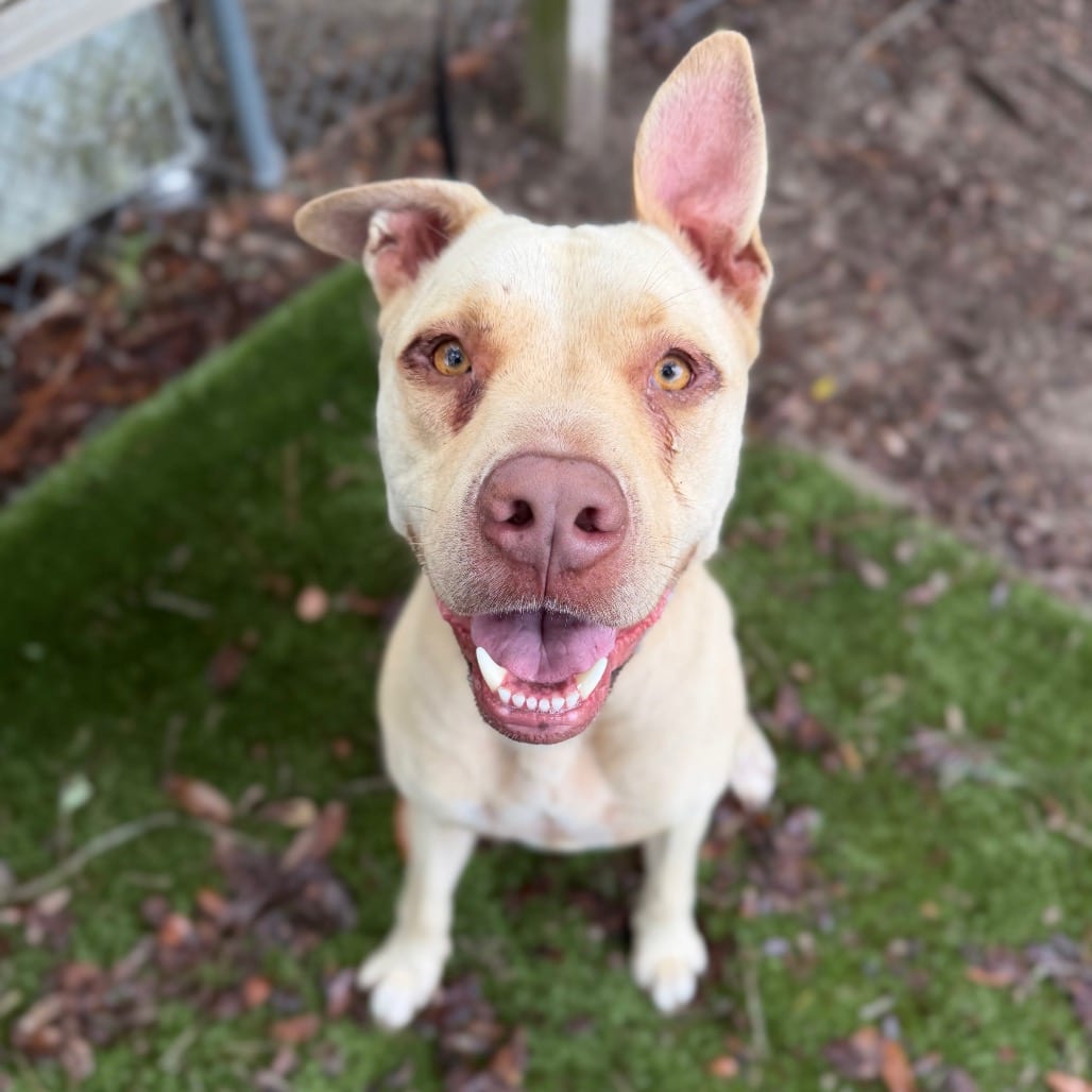 Photo of Binky, adoptable Mixed Breed (Large) in Milton, Florida