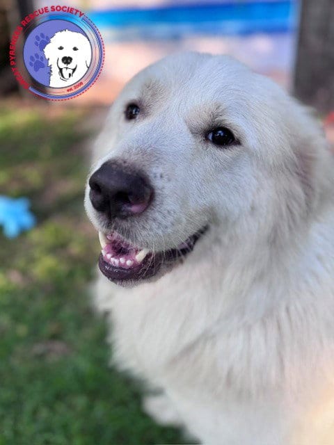 Photo of Finn, adoptable Great Pyrenees in Spring, Texas