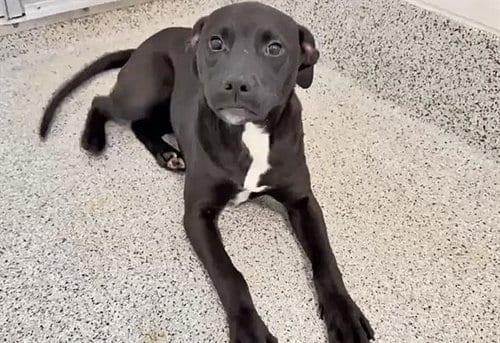 Photo of Luna, adoptable Labrador Retriever in Houston, Texas