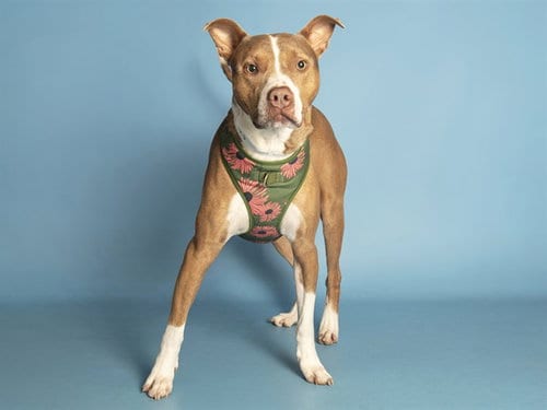 Photo of Louise, adoptable American Pit Bull Terrier in Phoenix, Arizona