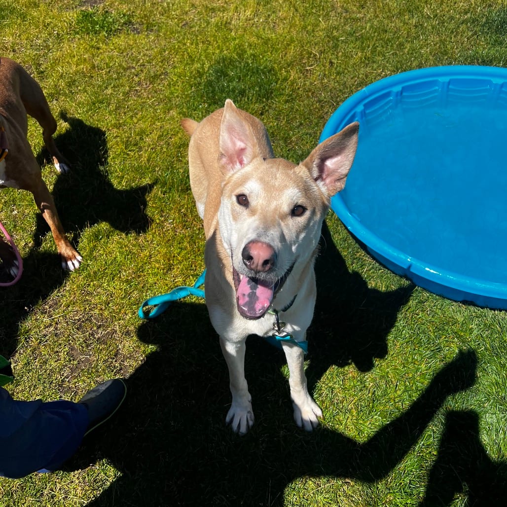 Photo of Rocky CDAC 25C18847_2, adoptable Husky / Chinese Shar-Pei in Hayden, Idaho