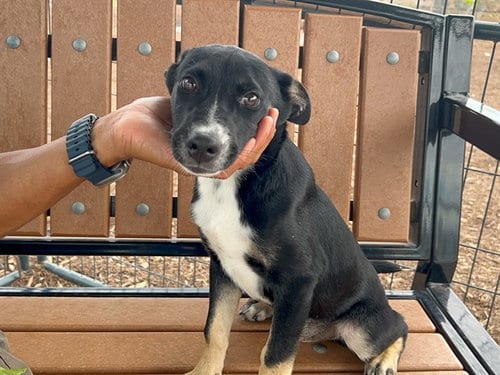 Photo of Stephanie, adoptable Pit Bull Terrier in Orange, California