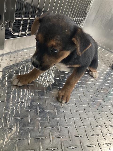 Photo of Naimoi, adoptable Basenji in Dallas, Texas