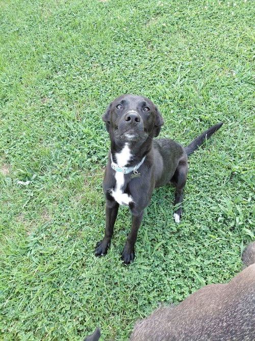 Photo of Peter Pans : Tinker Bell, adoptable German Shepherd Dog in Aurora, Indiana