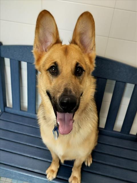 Photo of Shaggy, adoptable German Shepherd Dog in Fort Collins, Colorado