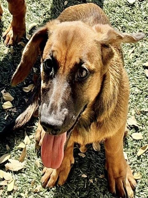 Photo of Spice, adoptable Dachshund in Salinas, California