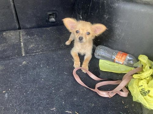Photo of Josie, adoptable Chihuahua in San Antonio, Texas