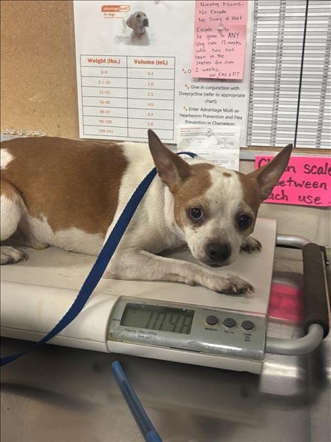 Photo of A433487, adoptable Chihuahua in Conroe, Texas