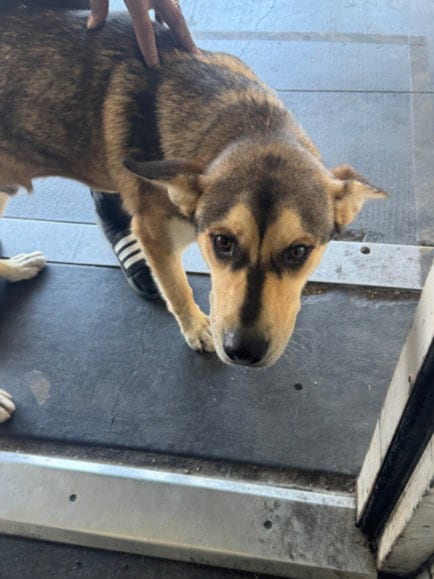 Photo of Dino, adoptable German Shepherd Dog in Los Angeles, California