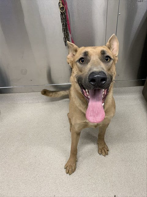 Photo of Choco, adoptable German Shepherd Dog in Fairbanks, Alaska