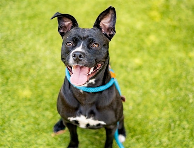 Photo of Pineapple, adoptable Pit Bull Terrier mix in San José, California