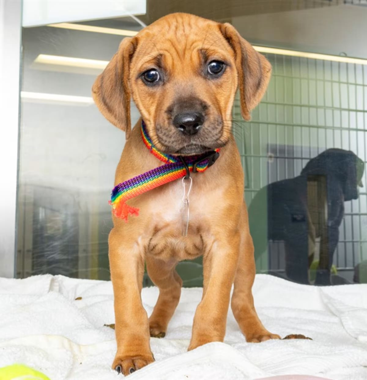 Photo of Willa, adoptable Redbone Coonhound in Maryland Heights, Missouri