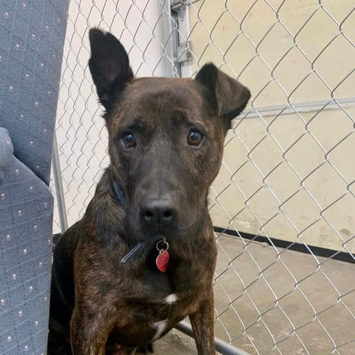 Photo of Huey Lewis, adoptable American Pit Bull Terrier in St. Peters, Missouri