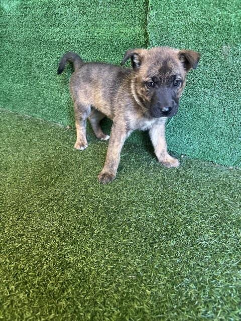 Photo of Etta Candy, adoptable German Shepherd Dog in Lancaster, California