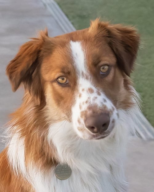 Photo of Rudy, adoptable Australian Shepherd in Scottsdale, Arizona