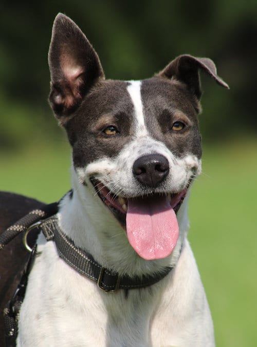 Photo of Capri, adoptable American Staffordshire Terrier in North Fort Myers, Florida