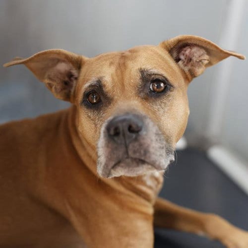 Photo of Hawk, adoptable American Staffordshire Terrier in San Antonio, Texas