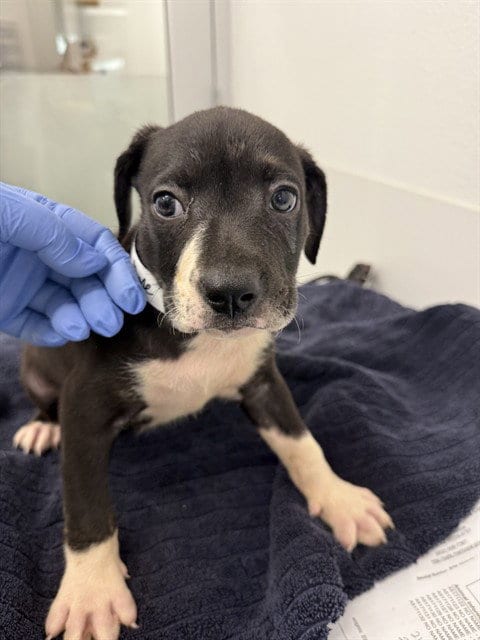 Photo of Cinnamon, adoptable American Pit Bull Terrier in Mesa, Arizona