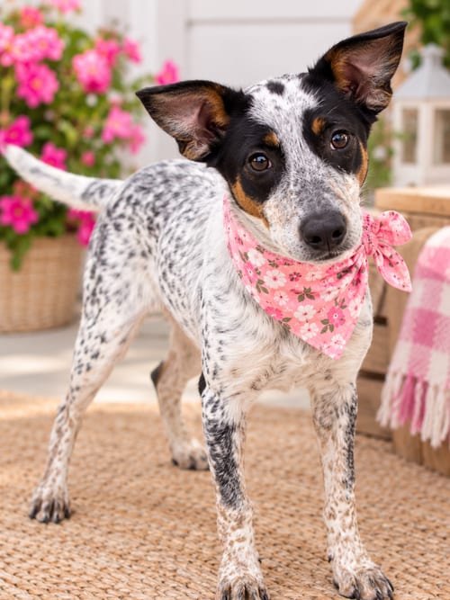 Photo of Veta, adoptable Border Collie in Mt. Laurel, New Jersey