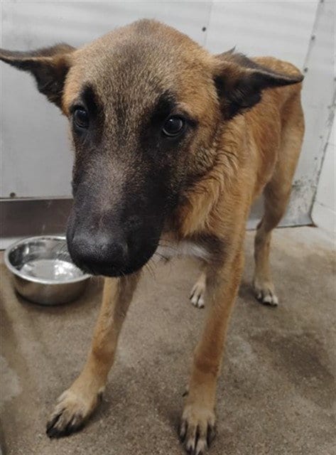 Photo of Oskar, adoptable Belgian Shepherd Malinois in San Bernardino, California