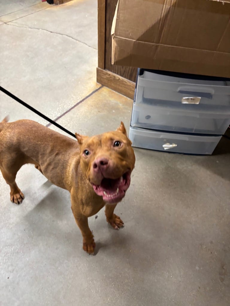Photo of Oakley, adoptable Pit Bull Terrier in Douglasville, Georgia