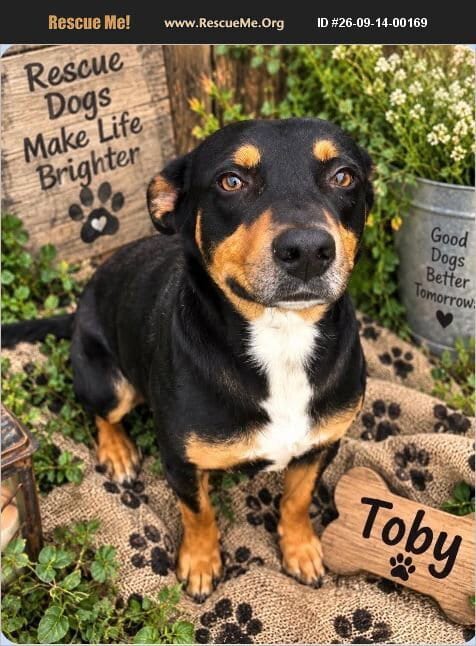 Photo of Toby, adoptable Rottweiler in Benton, Pennsylvania